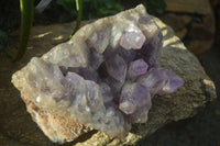 Natural Jacaranda Amethyst Cluster x 1 From Mumbwa, Zambia - TopRock