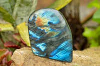 Polished Labradorite Standing Free Forms With Intense Blue & Gold Flash x 3 From Tulear, Madagascar - TopRock