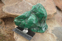 Polished  Large Malachite Free Form With Flower Ring Patterns  x 1 From Congo