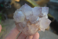 Natural Cactus Flower Amethyst Clusters  x 6 From Boekenhouthoek, South Africa - Toprock Gemstones and Minerals 