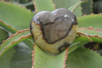 Polished Septaria Hearts x 6 From Mahajanga, Madagascar