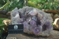 Natural Jacaranda Amethyst Cluster x 1 From Mumbwa, Zambia - TopRock