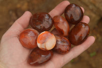 Polished Mini Carnelian Agate Palm Stones  x 35 From Madagascar - TopRock