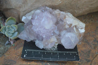 Natural Cactus Flower Amethyst Clusters  x 6 From Boekenhouthoek, South Africa - Toprock Gemstones and Minerals 