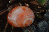 Polished Carnelian Agate Palm Stones  x 12 From Madagascar - Toprock Gemstones and Minerals 