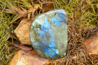 Polished Labradorite Standing Free Forms With Intense Blue & Gold Flash x 3 From Tulear, Madagascar - TopRock