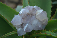 Natural Cactus Flower Amethyst Clusters  x 6 From Boekenhouthoek, South Africa - Toprock Gemstones and Minerals 