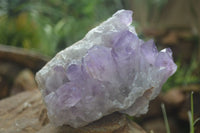 Natural Large Jacaranda Amethyst Vug Specimen  x 1 From Mumbwa, Zambia - Toprock Gemstones and Minerals 