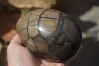 Polished Septerye Sauvage "Dragon" Eggs x 2 From Mahajanga, Madagascar - TopRock