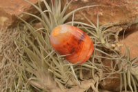 Polished Mini Carnelian Agate Palm Stones  x 35 From Madagascar - TopRock