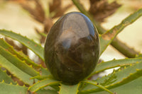 Polished Large Morion Smokey Quartz Eggs x 4 From Madagascar - TopRock