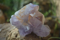 Natural Jacaranda Amethyst Clusters  x 3 From Mumbwa, Zambia - Toprock Gemstones and Minerals 