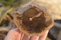 Polished  One Sided Petrified Wood Branch Segments x 2 From Gokwe, Zimbabwe - Toprock Gemstones and Minerals 