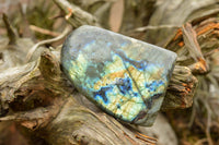 Polished Labradorite Standing Free Forms With Intense Blue & Gold Flash x 3 From Tulear, Madagascar - TopRock