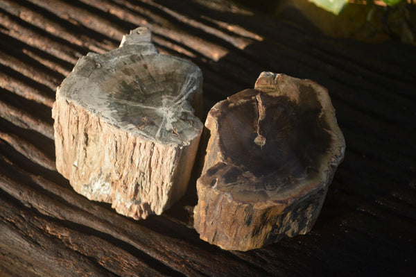 Polished  One Sided Petrified Wood Branch Segments x 2 From Gokwe, Zimbabwe - Toprock Gemstones and Minerals 