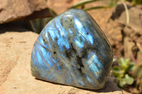 Polished Labradorite Standing Free Forms With Blue & Gold Flash  x 2 From Tulear, Madagascar - TopRock