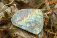 Polished Labradorite Standing Free Forms With Intense Blue & Gold Flash x 3 From Tulear, Madagascar - TopRock