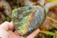 Polished Labradorite Standing Free Forms With Intense Blue & Gold Flash x 3 From Tulear, Madagascar - TopRock