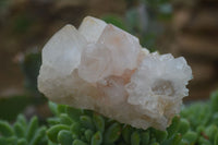 Natural White Spirit Quartz Clusters  x 6 From Boekenhouthoek, South Africa - Toprock Gemstones and Minerals 