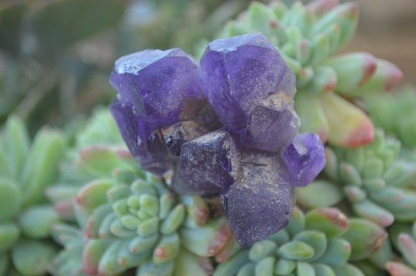 Natural Dark Amethyst Crystal Clusters x 12 From Zambia