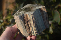 Polished  One Sided Petrified Wood Branch Segments x 2 From Gokwe, Zimbabwe - Toprock Gemstones and Minerals 