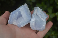 Natural Etched Blue Chalcedony Specimens  x 12 From Nsanje, Malawi