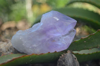 Natural Large Single Jacaranda Amethyst Crystals  x 12 From Mumbwa, Zambia - Toprock Gemstones and Minerals 