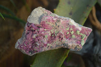 Natural Pink Salrose Cobaltion Dolomite Specimens  x 6 From Congo - Toprock Gemstones and Minerals 