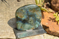 Polished Blue Flash Labradorite Standing Free Forms  x 4 From Tulear, Madagascar - TopRock