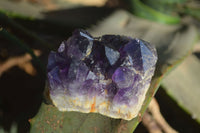 Natural Dark Amethyst Crystal Clusters x 12 From Zambia