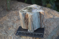 Polished  One Sided Petrified Wood Branch Segments x 2 From Gokwe, Zimbabwe - Toprock Gemstones and Minerals 