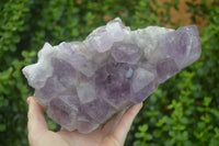 Natural Large Jacaranda Amethyst Crystal Cluster  x 1 From Mumbwa, Zambia - Toprock Gemstones and Minerals 