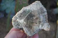 Polished  One Sided Petrified Wood Branch Segments x 2 From Gokwe, Zimbabwe - Toprock Gemstones and Minerals 