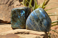 Polished Labradorite Standing Free Forms With Blue & Gold Flash  x 2 From Tulear, Madagascar - TopRock