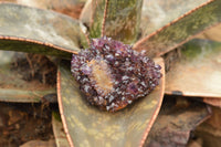 Natural Dark "Amethystos" Amethyst Clusters  x 12 From Kwaggafontein, South Africa - TopRock