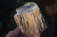 Polished  One Sided Petrified Wood Branch Segments x 2 From Gokwe, Zimbabwe - Toprock Gemstones and Minerals 