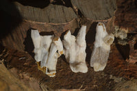 Natural Drusy Coated Quartz x 24 From Alberts Mountain, Lesotho