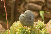 Polished Purple Flash Labradorite Hearts x 6 From Tulear, Madagascar - TopRock