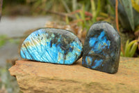 Polished Labradorite Standing Free Forms With Intense Blue & Gold Flash x 3 From Tulear, Madagascar - TopRock