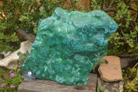 Polished XXL Malacholla (Chrysocolla & Malachite) Standing Display Piece  x 1 From Congo - TopRock