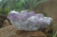 Natural Large Jacaranda Amethyst Crystal Cluster  x 1 From Mumbwa, Zambia - Toprock Gemstones and Minerals 