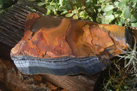 Natural Sliced Tigers Eye Specimen x 1 From Prieska, South Africa - Toprock Gemstones and Minerals 