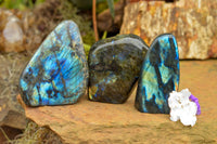 Polished Labradorite Standing Free Forms With Intense Blue & Gold Flash x 3 From Tulear, Madagascar - TopRock