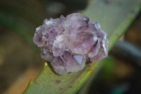 Natural Spirit Amethyst Quartz Crystal Specimens  x 35 From Boekenhouthoek, South Africa - Toprock Gemstones and Minerals 