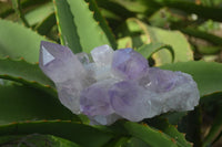 Natural Jacaranda Amethyst Clusters  x 3 From Mumbwa, Zambia - Toprock Gemstones and Minerals 