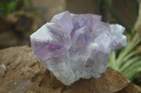 Natural Large Jacaranda Amethyst Crystal Cluster  x 1 From Mumbwa, Zambia - Toprock Gemstones and Minerals 