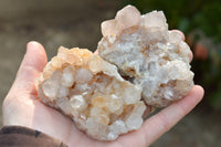 Natural Spirit Cactus Quartz Clusters With Limonite Colouring  x 6 From Boekenhouthoek, South Africa - TopRock