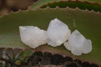 Natural Single White Cactus Quartz Crystals x 70 From Boekenhouthoek, South Africa