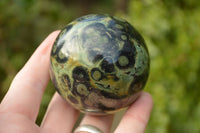 Polished Stromatolite / Kambaba Jasper Spheres x 3 From Madagascar - TopRock