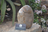 Polished Septerye Sauvage Dragons Egg Standing Free Form x 1 From Mahajanga, Madagascar